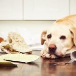 Why do dogs NEED mental stimulation?