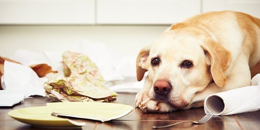 48628912 – naughty dog – lying dog in the middle of mess in the kitchen.