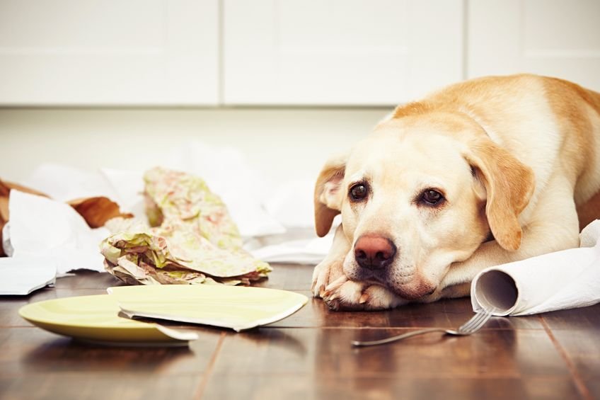Why Mental Stimulation Is Vital For Your Dog