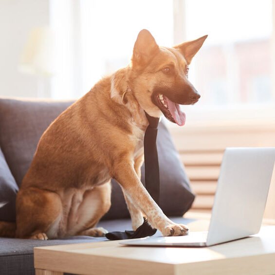Full length portrit of big dog siting at desk and using computer, copy space